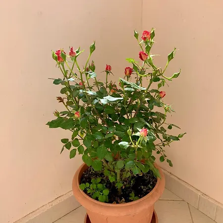 ゲストハウス Dimos Kristi